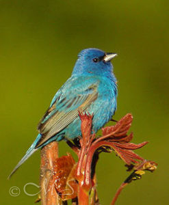 Indigo Bunting Blue