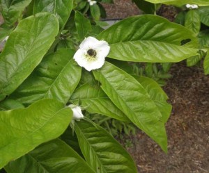 photograph of white flower with big green leaves