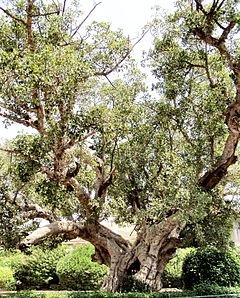 photograph of a fig tree