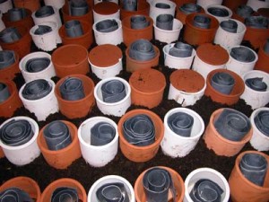 Lead coils in pots for stack lead white